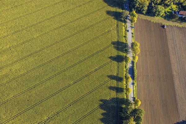 Aerial view, triangular group of trees in a field on Lünener Straße, field, field, group of trees, agriculture, Weddinghofen, Bergkamen, Ruhr area, North Rhine-Westphalia, Germany, agriculture, trees, plan view, area, geography, geometry, land use, landscape, nature, perspective, region, settlement area, summer, urban planning, road, structure, topography, environment, forest, triangular group of trees, European, rural, vegetation