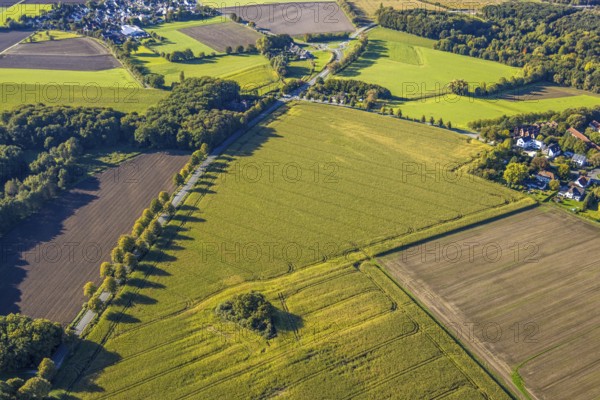 Aerial view, triangular group of trees in a field on Lünener Straße, field, field, group of trees, agriculture, Weddinghofen, Bergkamen, Ruhr area, North Rhine-Westphalia, Germany, agriculture, trees, plan view, area, geography, geometry, land use, landscape, nature, perspective, region, settlement area, summer, urban planning, road, structure, topography, environment, forest, triangular group of trees, European, rural, vegetation