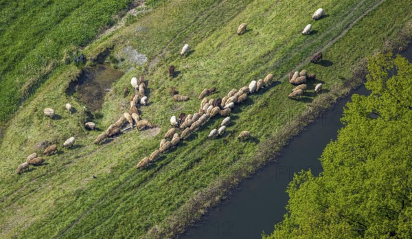 Aerial view, grazing sheep in a meadow, Wehrstapel, Meschede, Sauerland, North Rhine-Westphalia, Germany, sheep, grazing, meadow, animals, agriculture, nature, green space, rural, landscape, herd, rural, outdoor, field, peaceful, pasture, idyll, cattle, pasture, daylight, spring, bird's eye view, village, village life, scenic, farmland, seasonal, flora, vegetation, grass, agrarian