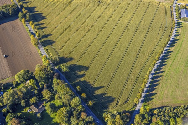 Aerial view, triangular group of trees in a field on Lünener Straße, field, field, group of trees, agriculture, Weddinghofen, Bergkamen, Ruhr area, North Rhine-Westphalia, Germany, agriculture, trees, plan view, area, geography, geometry, land use, landscape, nature, perspective, region, settlement area, summer, urban planning, road, structure, topography, environment, forest, triangular group of trees, European, rural, vegetation