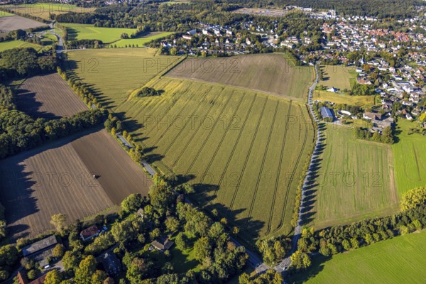 Aerial view, triangular group of trees in a field on Lünener Straße, field, field, group of trees, agriculture, Weddinghofen, Bergkamen, Ruhr area, North Rhine-Westphalia, Germany, agriculture, trees, plan view, area, geography, geometry, land use, landscape, nature, perspective, region, settlement area, summer, urban planning, road, structure, topography, environment, forest, triangular group of trees, European, rural, vegetation