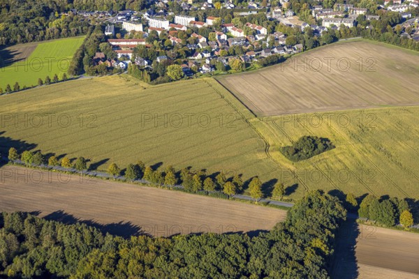 Aerial view, triangular group of trees in a field on Lünener Straße, field, field, group of trees, agriculture, Weddinghofen, Bergkamen, Ruhr area, North Rhine-Westphalia, Germany, agriculture, trees, plan view, area, geography, geometry, land use, landscape, nature, perspective, region, settlement area, summer, urban planning, street, structure, topography, environment, environment, vegetation, forest, triangular group of trees, European, rural