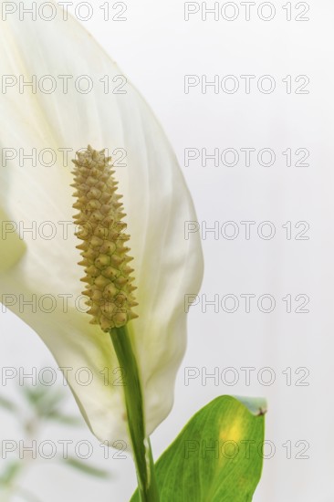Close-up of a white peace lily flower showing details of the spadix and spathe against a white background