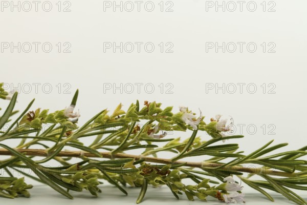 Close-up of a rosemary sprig, showcasing its vibrant green needles and delicate white flowers, creating a fresh, aromatic image