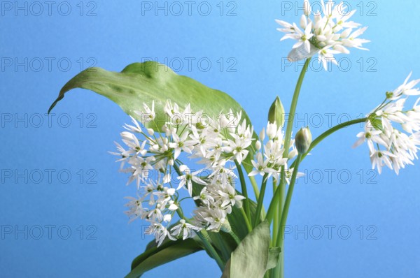 Wild garlic studio shot
