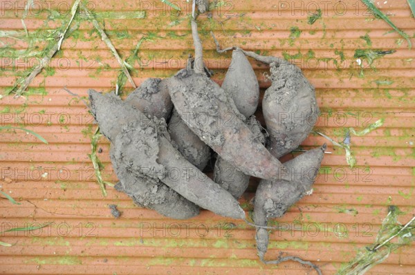 Yacon harvest in a garden