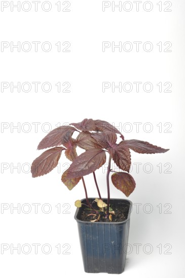 Perilla shiso on a white background