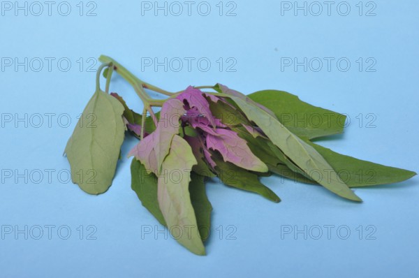 Atriplex hortensis, Chenopod on a blue background