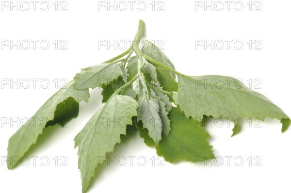 Atriplex hortensis, Chenopod on a white background