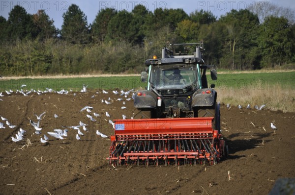 Plow tractor surrounded by seagulls