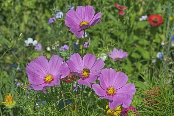 Flower meadow with ornamental basket (Cosmos bipinnatus), and bee (Apiformes or Anthophila), Dornbirn, Vorarlberg, Austria