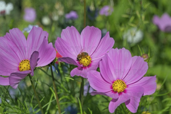 Flower meadow with ornamental basket (Cosmos bipinnatus), and bee (Apiformes or Anthophila), Dornbirn, Vorarlberg, Austria