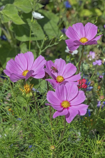 Flower meadow with ornamental basket (Cosmos bipinnatus), and bee (Apiformes or Anthophila), Dornbirn, Vorarlberg, Austria