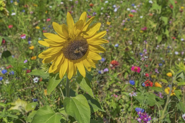 Colourful flower meadow with sunflowers (Helianthus annuus), and two bees (Apiformes or Anthophila), Dornbirn, Vorarlberg, Austria