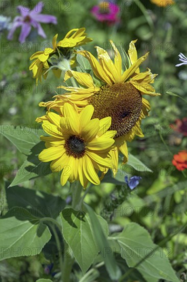 Colourful flower meadow with sunflowers (Helianthus annuus), Dornbirn, Vorarlberg, Austria