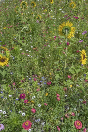 Colourful flower meadow with sunflowers (Helianthus annuus), Dornbirn, Vorarlberg, Austria
