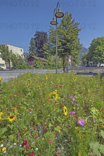 Street lamp and colourful flower meadow with sunflowers (Helianthus annuus), Dornbirn, Vorarlberg, Austria