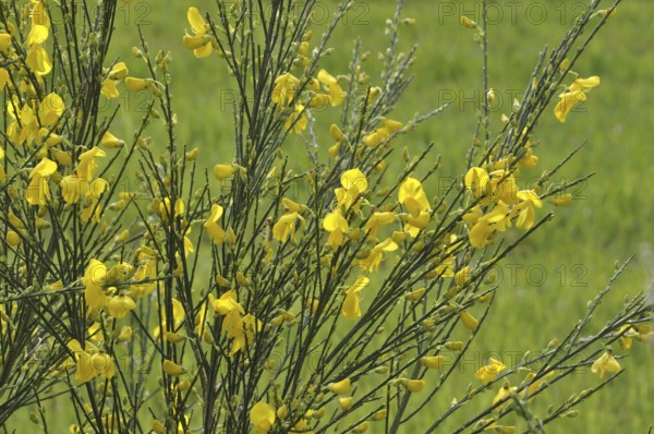 Flowering broom in a meadow, Yellow flowers on green stems in a field, evoking a bright and cheerful atmosphere, Old house seeing accross a window
