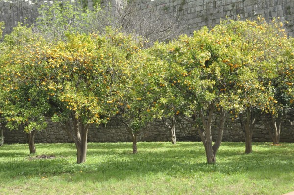 Orange orchard in Porto, Portugal