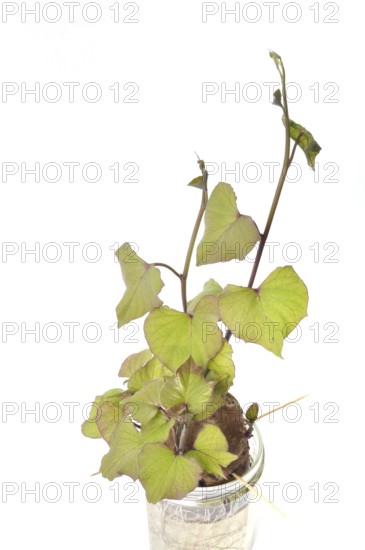 Sweet potato sprouts in a jar, Sweet potato plant with green leaves and stems in a glass container against a white background, Old house seeing accross a window