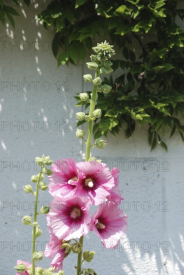 Garden hollyhock lcea Althea rosea, Blooming pink hollyhock against a white wall with green foliage in sunlight, Old house seeing accross a window