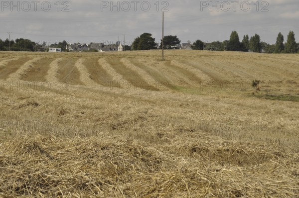 Cereal field after harvest