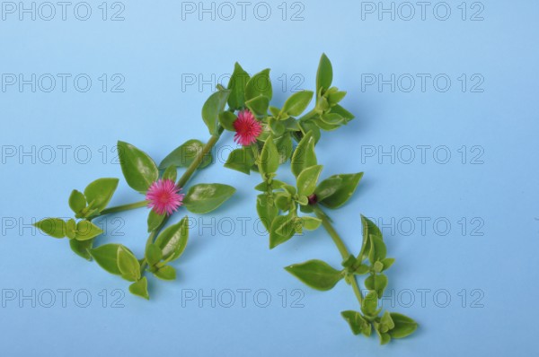 Green succulent leaves and small pink flowers of iceplant