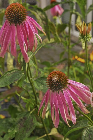 Purple coneflower (Echinacea purpurea), with honeybee, Bavaria, Germany