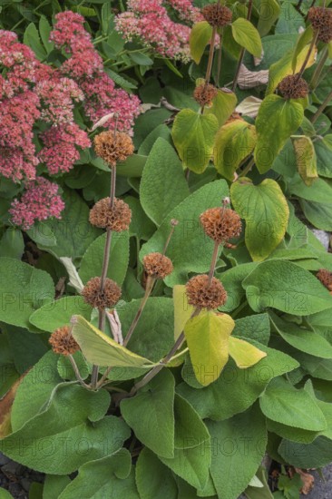 Phlomis russeliana, Turkish sage, and yellow-leaved Japanese spirea (Spiraea japonica), Bavaria, Germany