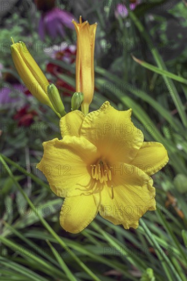 Yellow daylily 'Stella de Oro' (Hemerocallis), Bavaria, Germany