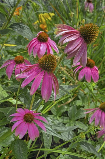 Purple coneflower (Echinacea purpurea), Bavaria, Germany