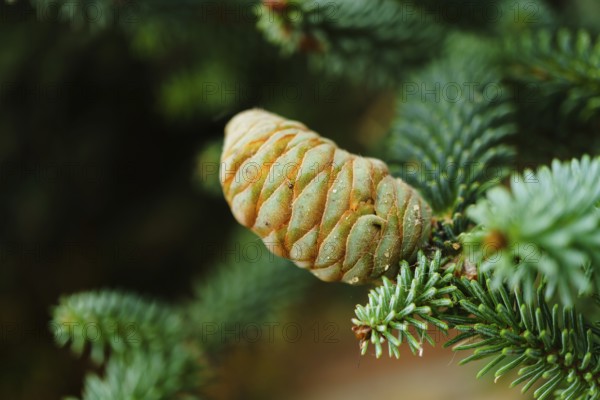 Close-up of immature fir cone developing on conifer branch, showcasing vibrant green and orange hues in natural woodland setting