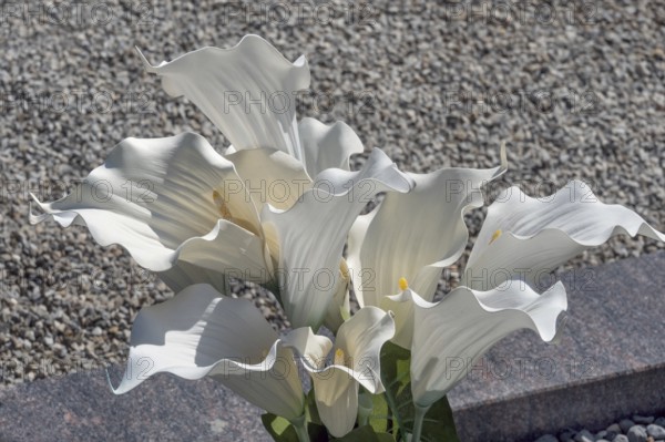 Gravesite with Zantedeschia, calla lilies, family Araceae, catholic cemetery, Kempten, Allgäu, Bavaria, Germany
