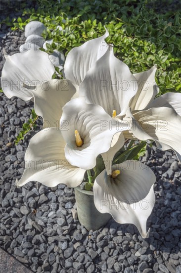 Gravesite with Zantedeschia, calla lilies, family Araceae, catholic cemetery, Kempten, Allgäu, Bavaria, Germany