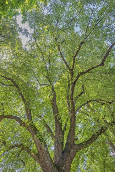 Tree crown, lime tree (Tilia), catholic cemetery, Kempten, Allgäu, Bavaria, Germany