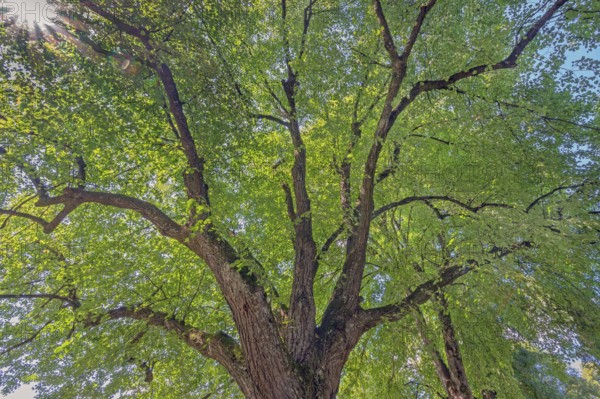 Tree crown, lime tree (Tilia), catholic cemetery, Kempten, Allgäu, Bavaria, Germany