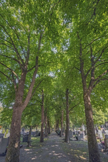 Linden avenue (Tilia), catholic cemetery, Kempten, Allgäu, Bavaria, Germany
