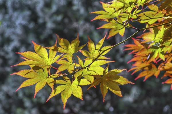 Downy Japanese Maple (Acer japonicum), or Thunberg's fan maple, backlit, Kempten, Allgäu, Bavaria, Germany