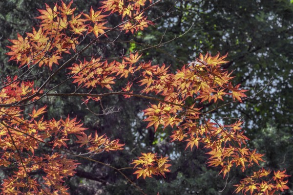 Downy Japanese Maple (Acer japonicum), or Thunberg's fan maple, backlit, Kempten, Allgäu, Bavaria, Germany