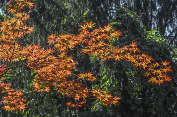 Downy Japanese Maple (Acer japonicum), or Thunberg's fan maple, backlit, Kempten, Allgäu, Bavaria, Germany