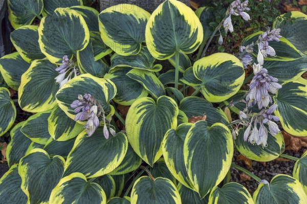 Funkia (Hosta Tratt., synonym: Funkia Spreng.), also known as heartleaf lily, Allgäu, Bavaria, Germany