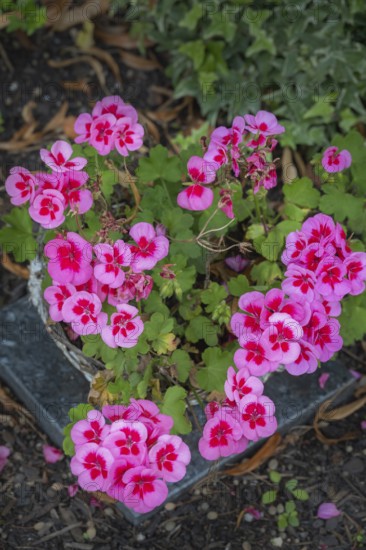 Pelargoniums (Pelargonium), geraniums, Allgäu, Bavaria, Germany