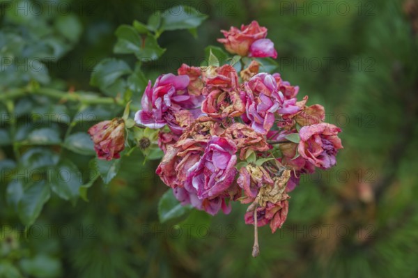 Faded bush roses, Allgäu, Bavaria, Germany