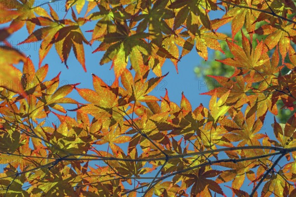 Blue sky and Downy Japanese Maple (Acer japonicum), or Thunberg's fan maple, backlit, Kempten, Allgäu, Bavaria, Germany