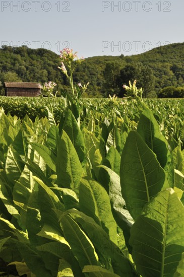 A lush field of tobacco plants with a barn and rolling hills in the background on a sunny day. Tobacco field in Dordogne in France