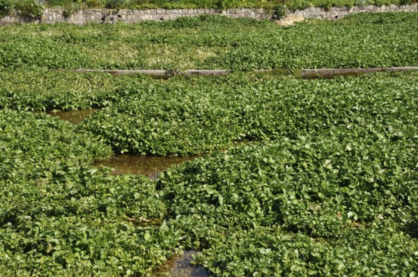 Lush green watercress growing in a cultivated field with visible water channels. Watercress bed in Veules-les-Roses in Normandy, France