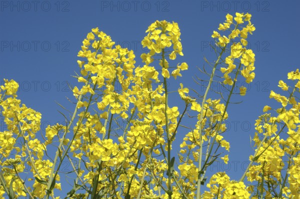 Flower of rape, Bright yellow rapeseed flowers reaching toward a clear blue sky