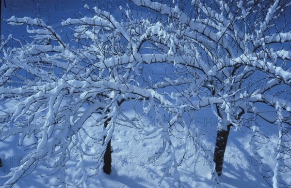 Snow-covered tree branches against a clear blue sky creating a serene winter atmosphere. Sakura under snow