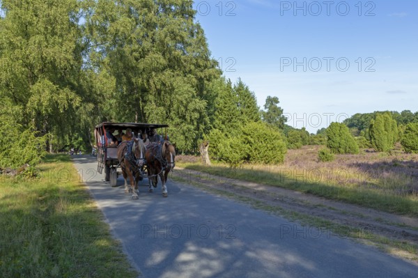 Horse-drawn carriage, heather blossom, Lüneburg Heath near Wilsede, Bispingen, Lower Saxony, Germany