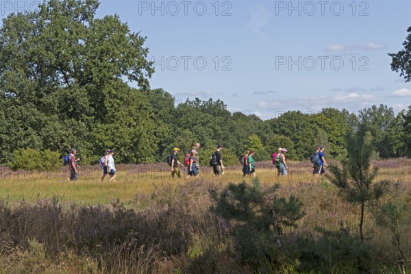 Hiker at Wilseder Berg, Lüneburg Heath near Wilsede, Bispingen, Lower Saxony, Germany